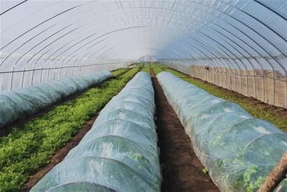 >> 無公害蔬菜儲藏保鮮建設項目可行性研究報告(申報2012年農業產品