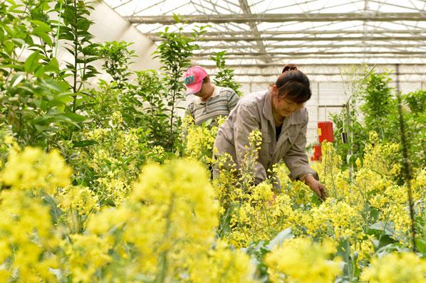東麗區發展休閑觀光農業 打造旅游新亮點