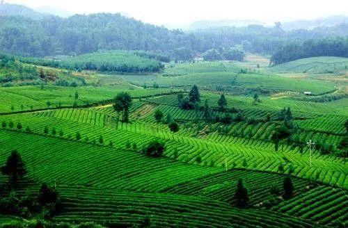 2018年湖南招商引資項目指南·農業開發及農產品加工篇(上),好項目等