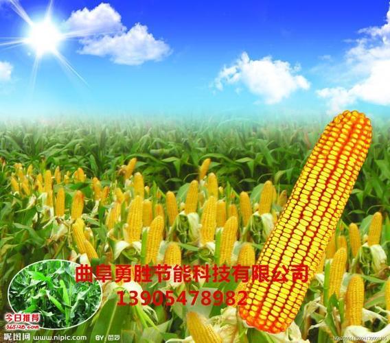 農業項目投資 農副產品加工技術 小本生意