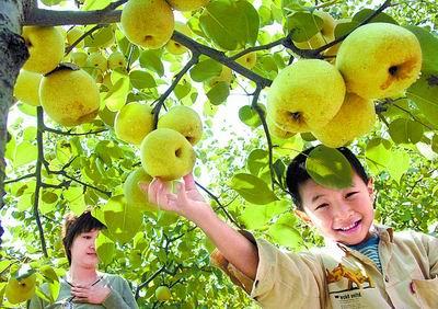 現代農業        利用區域農業與休閑旅游業有機融合并互生互化的農村
