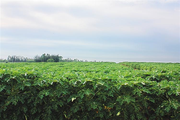 木瓜農(nóng)業(yè)綜合開發(fā)項(xiàng)目可行性研究報(bào)告_精品