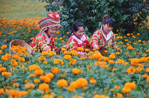 推12條休閑農業和鄉村旅游推介線路,向廣大游客推介建水休閑觀光農業
