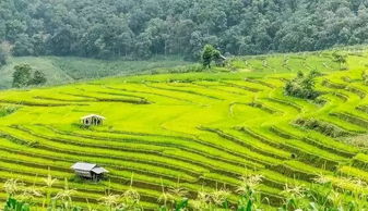 2019年國家給錢并扶持建設的4類農業項目,最高補貼可達到10個億