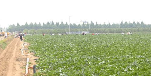 冀州區(qū)委書記張洪濤到西王鎮(zhèn)調(diào)研農(nóng)業(yè)產(chǎn)業(yè)項目發(fā)展情況