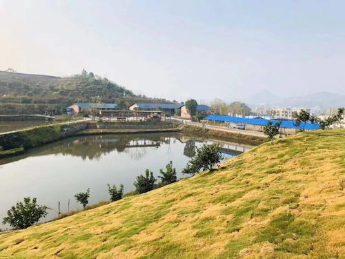 最新消息 7月11日江洲農莊百畝蜜梨開園 你們準備好了嗎