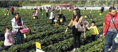 農(nóng)業(yè)未來的發(fā)展方向重點是休閑農(nóng)業(yè)嗎