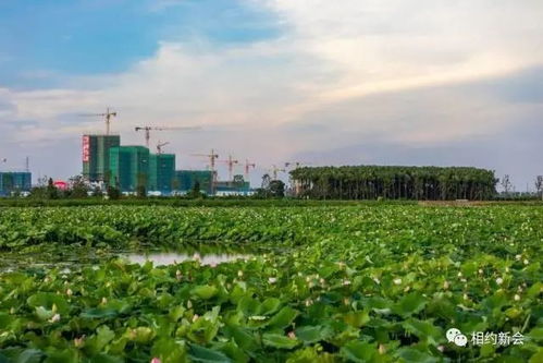 太美了 荷花 白鷺 葵林...江門這個新景點開放 打卡 了