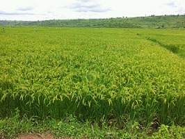 中國地質工程集團公司中東部非洲分公司 關于我們 公司簡介